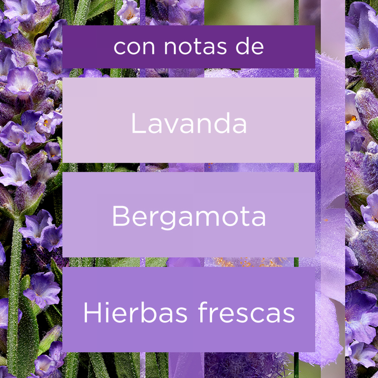 Glade® Aromatizante Varitas Campos de Lavanda Frasco con 100 ml y 6 Varitas
